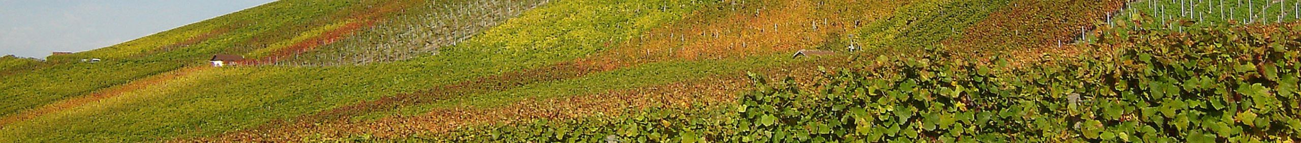 Weinberg Gerlingen