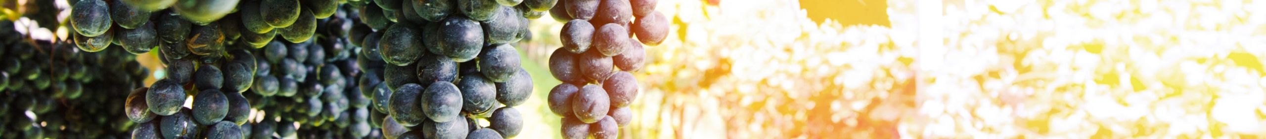 Weinreben im Weinberg
